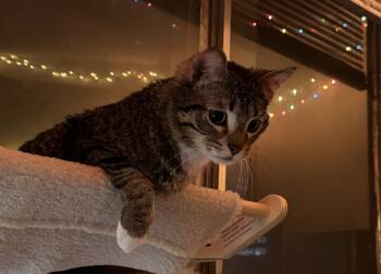 Rescue Domestic Short Hair Cats for Adoption in Minneapolis, Minnesota - Challa | PetCurious