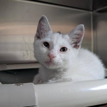 Highway -  Domestic Short Hair Cat for Adoption in Pasadena, California - Highway | PetCurious