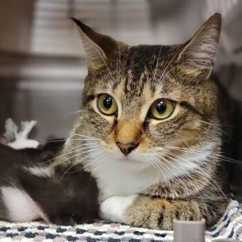 Domestic Short Hair Cats Available for Adoption in Sarasota, Florida - Eggatha | PetCurious