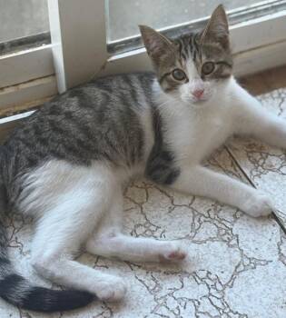 Rescue Domestic Short Hair and Siamese Cats for Adoption in Santa Cruz, California - Honey (paws) | PetCurious