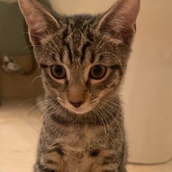 Rescue Domestic Short Hair Cats for Adoption in Fort Lauderdale, Florida - Rumi | PetCurious