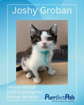 Joshy Groban -  Domestic Short Hair Cat for Adoption in Arlington, Washington - Joshy Groban | PetCurious
