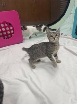 Jed -  Domestic Short Hair Cat for Adoption in Honolulu, Hawaii - Jed | PetCurious