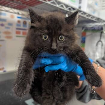 Domestic Short Hair Cats Available for Adoption in League City, Texas - Leonard Burns (GRN) | PetCurious