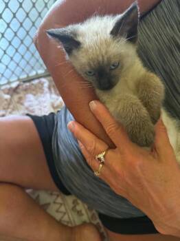 Merlin SF -  Siamese Cat for Adoption in Newaygo, Michigan - Merlin SF | PetCurious