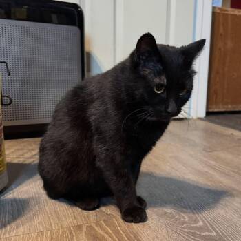 Domestic Short Hair Cats Available for Adoption - Wednesday | PetCurious