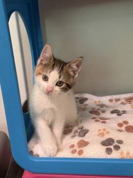 Spork -  Domestic Short Hair Cat for Adoption in Morristown, New Jersey - Spork | PetCurious