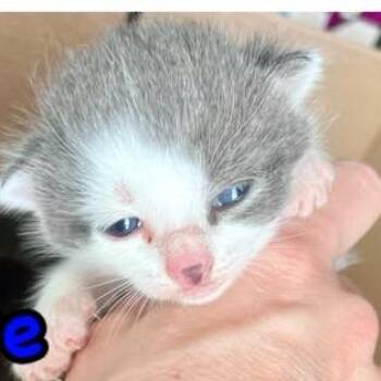 Cove -  Domestic Short Hair Cat for Adoption in Winchester, Virginia - Cove | PetCurious