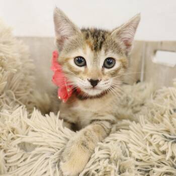 Rescue Domestic Short Hair and Torbie Cats for Adoption in League City, Texas - Kimchi - Coming Soon! | PetCurious