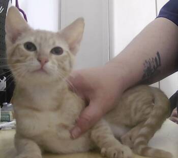 Domestic Short Hair Cats Available for Adoption in Dayton, Minnesota - Phoebe Buffay | PetCurious