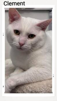 Domestic Short Hair Cats Available for Adoption in Caistor Centre, Ontario - Clement | PetCurious