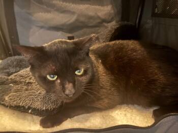 Rescue Domestic Short Hair Cats for Adoption in Grand Rapids, Michigan - Teeny | PetCurious