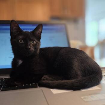 Davina -  Domestic Short Hair Cat for Adoption in Wakefield, Massachusetts - Davina | PetCurious