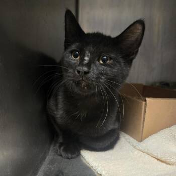 Ella -  Domestic Short Hair Cat for Adoption in Nashville, Tennessee - Ella | PetCurious