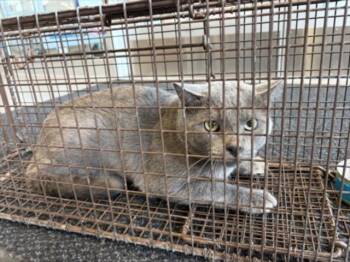 POE -  American Shorthair Cat for Adoption in Loveland, Colorado - POE | PetCurious