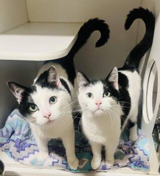 Domestic Short Hair Cats Available for Adoption - Yin & Yang | PetCurious