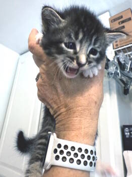 Rescue Domestic Short Hair Cats for Adoption in Virginia Beach, Virginia - Clove | PetCurious