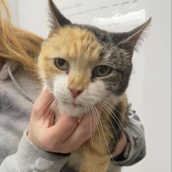 Domestic Short Hair Cats Available for Adoption - Mystic Misty | PetCurious