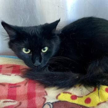Rosemary -  Domestic Medium Hair Cat for Adoption in Matteson, Illinois - Rosemary | PetCurious