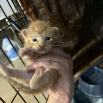 Chocolate Chip -  Domestic Short Hair Cat for Adoption in Stephenville, Texas - Chocolate Chip | PetCurious