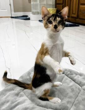 Domestic Short Hair and Calico Cats Available for Adoption - Biscoff | PetCurious