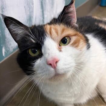 Domestic Short Hair Cats Available for Adoption - Cauliflower | PetCurious