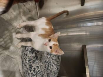 Atlas -  Domestic Short Hair Cat for Adoption in Charleston, South Carolina - Atlas | PetCurious