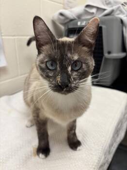 Honey Yogurt -  Siamese and Domestic Short Hair Cat for Adoption in Santa Rosa, California - Honey Yogurt | PetCurious