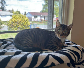 Rescue Domestic Short Hair Cats for Adoption in Redmond, Washington - Somei Yoshino | PetCurious