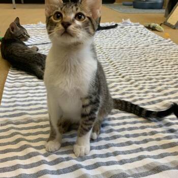 Homer -  Domestic Short Hair Cat for Adoption in Lake Dallas, Texas - Homer | PetCurious