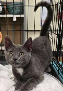 Barrister -  Domestic Short Hair Cat for Adoption in San Jacinto, California - Barrister | PetCurious
