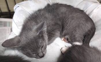 Domestic Short Hair Cats Available for Adoption in Albemarle, North Carolina - Stanly Tucci | PetCurious