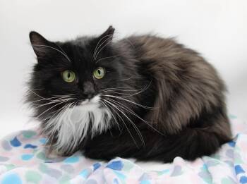 Domestic Long Hair Cats Available for Adoption - Whimsy II | PetCurious