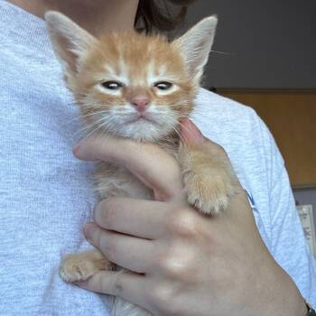 Rescue Domestic Short Hair Cats for Adoption in Kyle, Texas - ROYAL SPRINKLES | PetCurious