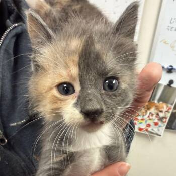 Mary Kate -  Domestic Medium Hair Cat for Adoption in Birmingham, Alabama - Mary Kate | PetCurious
