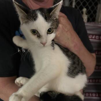 New Jersey -  Domestic Short Hair Cat for Adoption in Hemet, California - New Jersey | PetCurious