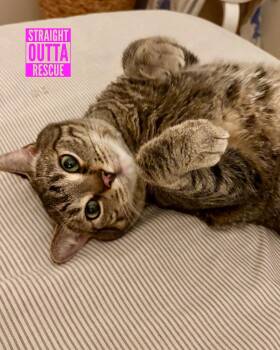 Rescue Tabby Cats for Adoption in Vancouver, British Columbia - Miso | PetCurious