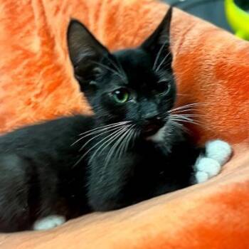FELIX -  Domestic Short Hair Cat for Adoption in Graham, Washington - FELIX | PetCurious