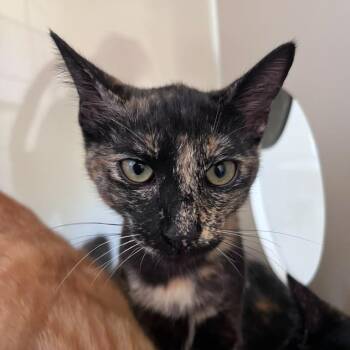 Pulga -  Domestic Short Hair Cat for Adoption in San Pablo, California - Pulga | PetCurious