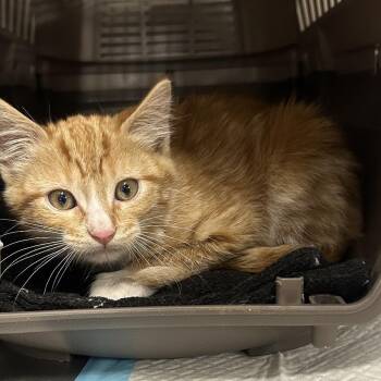 Carlisle -  Domestic Short Hair Cat for Adoption in Salt Lake City, Utah - Carlisle | PetCurious