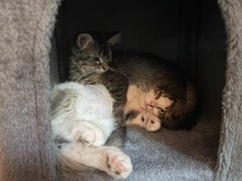 Edith / Olive -  Domestic Medium Hair Cat for Adoption in Minneapolis, Minnesota - Edith / Olive | PetCurious