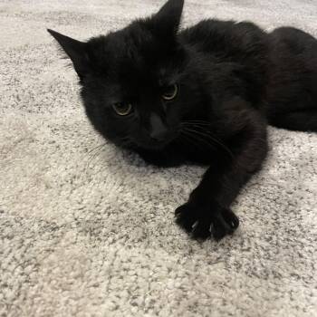 Rain -  Domestic Short Hair Cat Available for Adoption in Springfield, Massachusetts - Rain | PetCurious