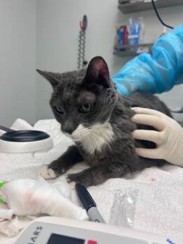 Shelby -  Domestic Short Hair Cat for Adoption in East Amwell Township, New Jersey - Shelby | PetCurious