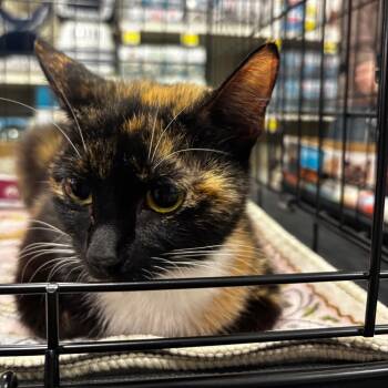 Prin -  Domestic Short Hair Cat for Adoption in NEW PT RICHEY, Florida - Prin | PetCurious