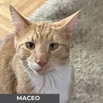Rescue Domestic Short Hair Cats for Adoption in Toronto, Ontario - Maceo | PetCurious