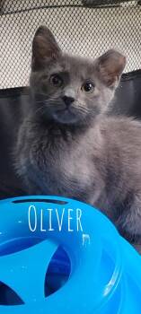 Oliver in foster care (must be adopted with a sibling) -  Domestic Short Hair Cat for Adoption in Ellicott City, Maryland - Oliver In Foster Care (must Be Adopted With A Sibling) | PetCurious
