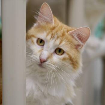 Domestic Long Hair Cats Available for Adoption in Naperville, Illinois - Ginger | PetCurious