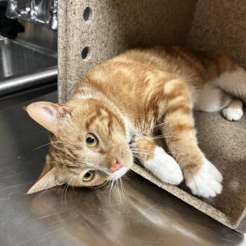 Paul -  Domestic Short Hair Cat for Adoption in Reno, Nevada - Paul | PetCurious
