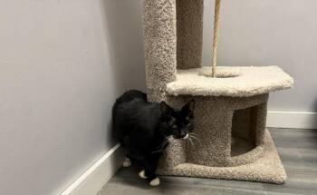 Domestic Short Hair Cats Available for Adoption in Hudson, New Hampshire - Dice | PetCurious
