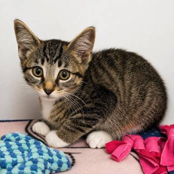 Jack -  Domestic Short Hair Cat for Adoption in Pontiac, Michigan - Jack | PetCurious